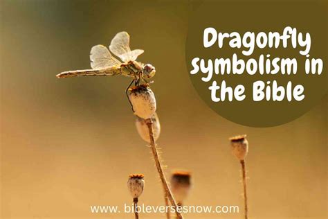 dragonfly meaning in bible